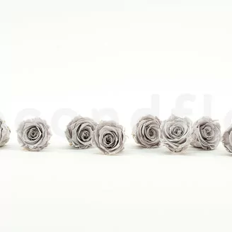 Preserved Rose L Grey (x8)