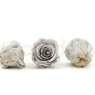 Rosa preservada L Gris (x8)