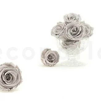 Rosa stabilizzata L Grigio (x8)