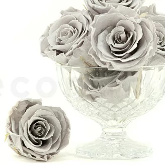 Rosa stabilizzata L Grigio (x8)