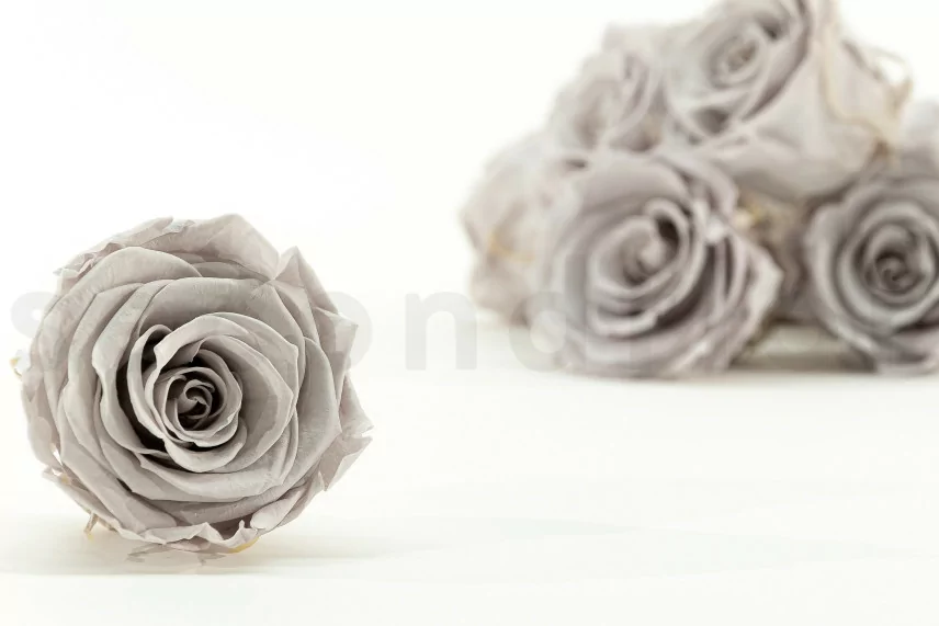 Preserved Rose L Grey (x8)