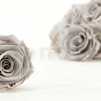 Rose stabilis&eacute;e L Gris (x8)