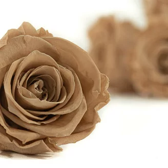 Rosa preservada XL Nude (x6)
