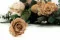 Rosa stabilizzata XL Nude (x6) 4