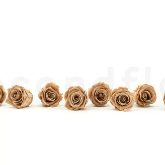 Rosa stabilizzata L Nude (x8)
