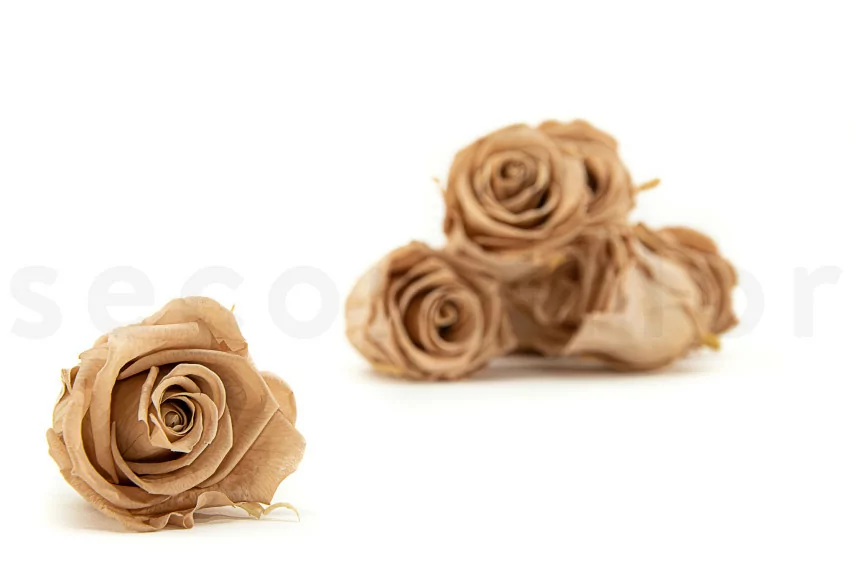 Rosa stabilizzata L Nude (x8)