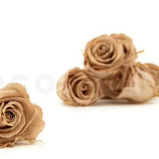 Rosa stabilizzata L Nude (x8)