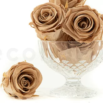Rosa stabilizzata L Nude (x8)