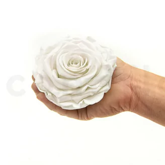 Rose stabilis&eacute;e XXL Blanc