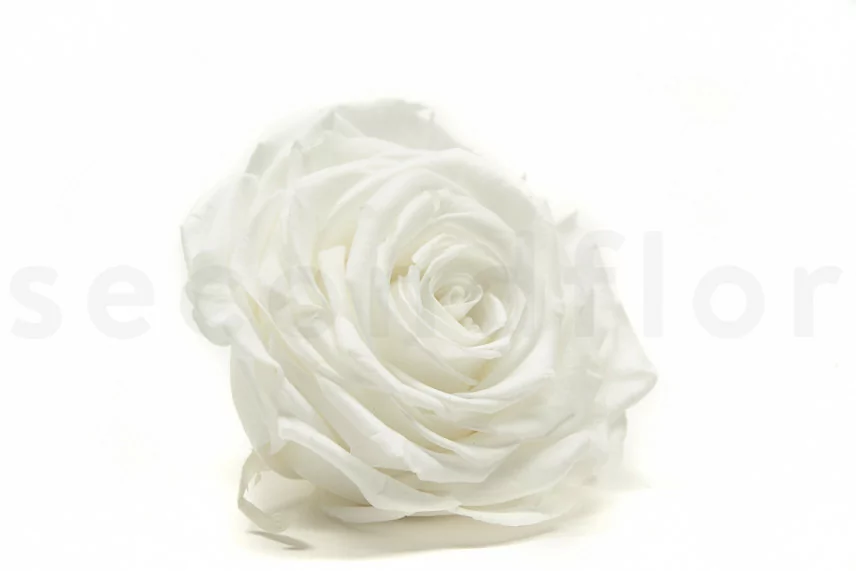 Rosa stabilizzata XXL Bianco