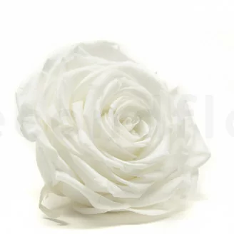Rose stabilis&eacute;e XXL Blanc