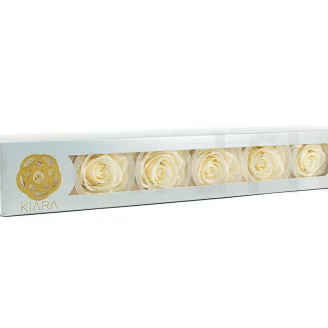 Konservierte Rose XL Pearl White (x6)