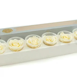 Konservierte Rose XL Pearl White (x6)