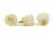 Rosa stabilizzata XL Pearl White (x6) 7