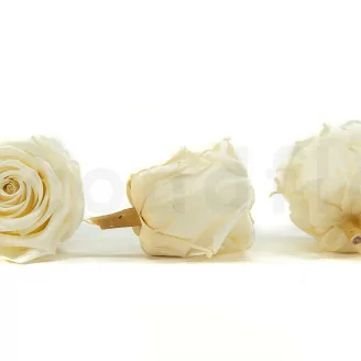 Rosa stabilizzata XL Pearl White (x6)