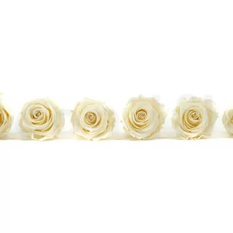 Rosa preservada XL Pearl White (x6)