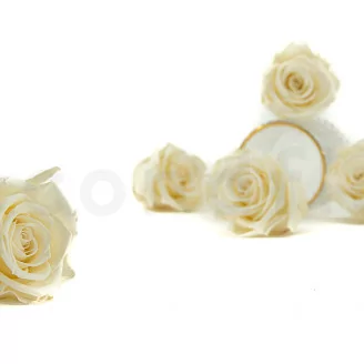 Rosa stabilizzata XL Pearl White (x6)