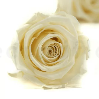 Preserved Rose XL Pearl White (x6)