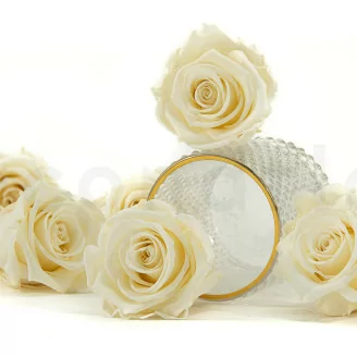 Rosa stabilizzata XL Pearl White (x6)