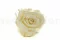 Preserved Rose XL Pearl White (x6) 8