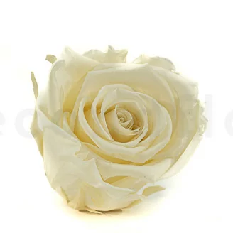 Rosa stabilizzata XL Pearl White (x6)