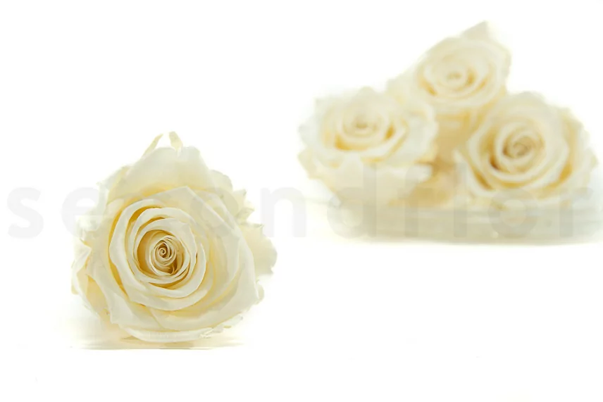 Rosa preservada XL Pearl White (x6)