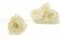 Rosa stabilizzata XL Pearl White (x6) 1