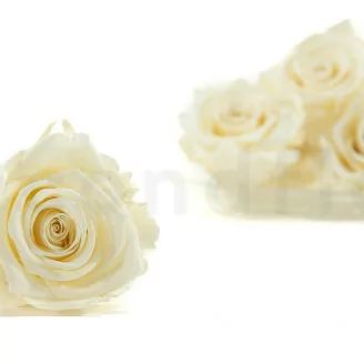 Rosa stabilizzata XL Pearl White (x6)