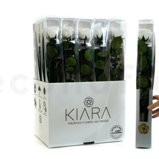Rosa preservada con tallo 50 cm Blanco - Caja regalo individual (x20)