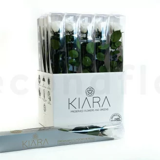 Rosa preservada con tallo 50 cm Blanco - Caja regalo individual (x20)