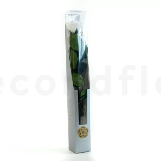 Rosa stabilizzata con stelo 50 cm Bianco - Scatola regalo individuale (x20)