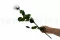 Rosa stabilizzata con stelo 50 cm Bianco - Scatola regalo individuale (x20) 3