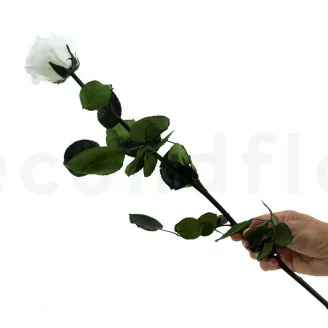 Rosa stabilizzata con stelo 50 cm Bianco - Scatola regalo individuale (x20)