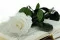 Rose stabilis&eacute;e sur tige 50 cm Blanc - Bo&icirc;te cadeau individuelle (x20) 2