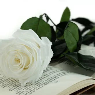 Rosa preservada con tallo 50 cm Blanco - Caja regalo individual (x20)