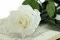 Preserved Rose on stem 50 cm White - Individual Gift Box (x20) 7