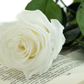 Konservierte Rose mit 50 cm Stiel Wei&szlig; - Einzelne Geschenkbox (x20)