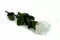 Rose stabilis&eacute;e sur tige 50 cm Blanc - Bo&icirc;te cadeau individuelle (x20) 8