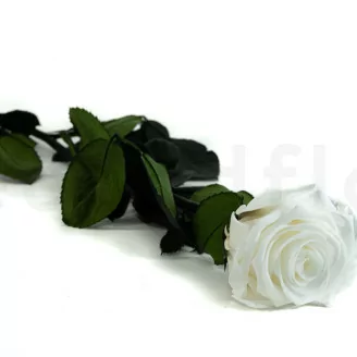 Rosa stabilizzata con stelo 50 cm Bianco - Scatola regalo individuale (x20)