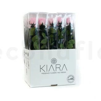 Konservierte Rose mit 50 cm Stiel Rosa - Einzelne Geschenkbox (x20)