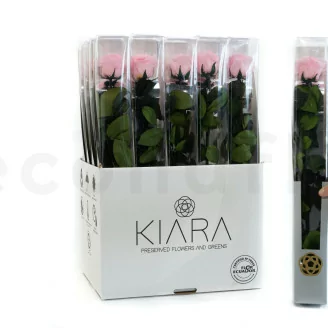 Rosa stabilizzata con stelo 50 cm Rosa - Scatola regalo individuale (x20)
