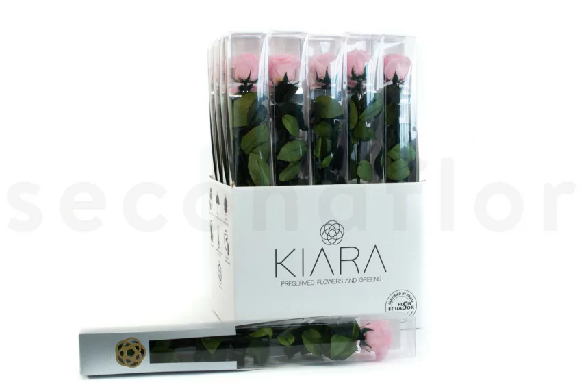 Konservierte Rose mit 50 cm Stiel Rosa - Einzelne Geschenkbox (x20)