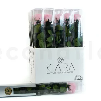 Rose stabilis&eacute;e sur tige 50 cm Rose - Bo&icirc;te cadeau individuelle (x20)