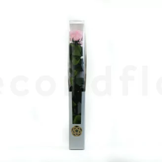 Konservierte Rose mit 50 cm Stiel Rosa - Einzelne Geschenkbox (x20)