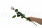 Rosa stabilizzata con stelo 50 cm Rosa - Scatola regalo individuale (x20) 3