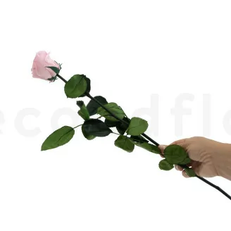 Rosa stabilizzata con stelo 50 cm Rosa - Scatola regalo individuale (x20)