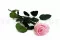 Preserved Rose on stem 50 cm Pink - Individual Gift Box (x20) 8