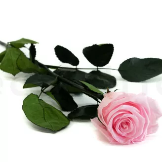 Konservierte Rose mit 50 cm Stiel Rosa - Einzelne Geschenkbox (x20)