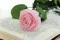 Konservierte Rose mit 50 cm Stiel Rosa - Einzelne Geschenkbox (x20) 2