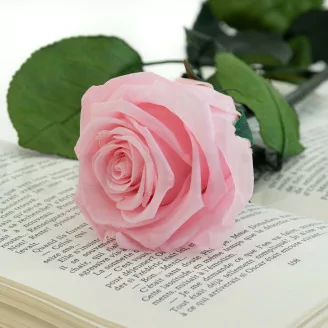 Konservierte Rose mit 50 cm Stiel Rosa - Einzelne Geschenkbox (x20)